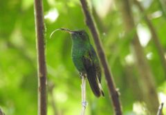 Bird photograph 2