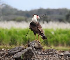 Bird photograph 3