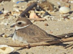 Bird photograph 5