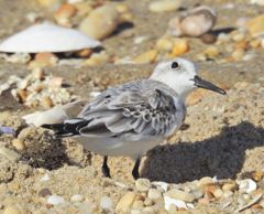 Bird photograph 6