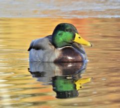 Bird photograph 7