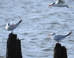 Bird photograph 8