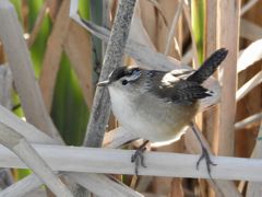 Bird photograph 13