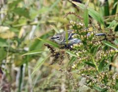 Bird photograph 16