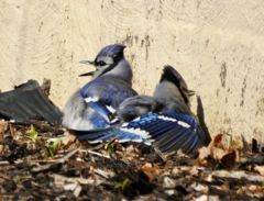 Bird photograph 20