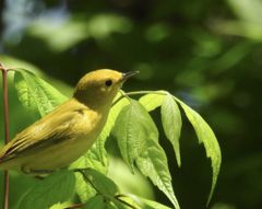 Bird photograph 21