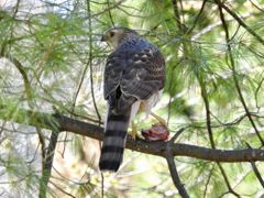 Bird photograph 22