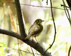 Bird photograph 23